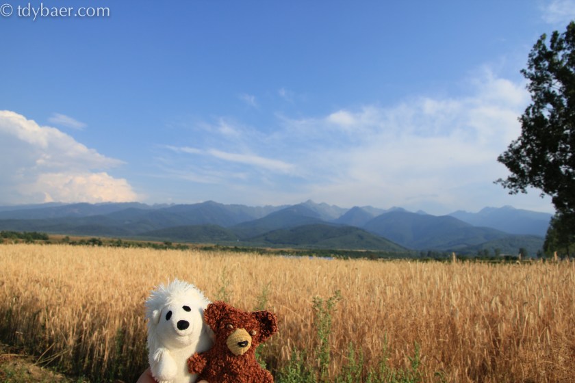 Weizenfeld vor den Karpaten