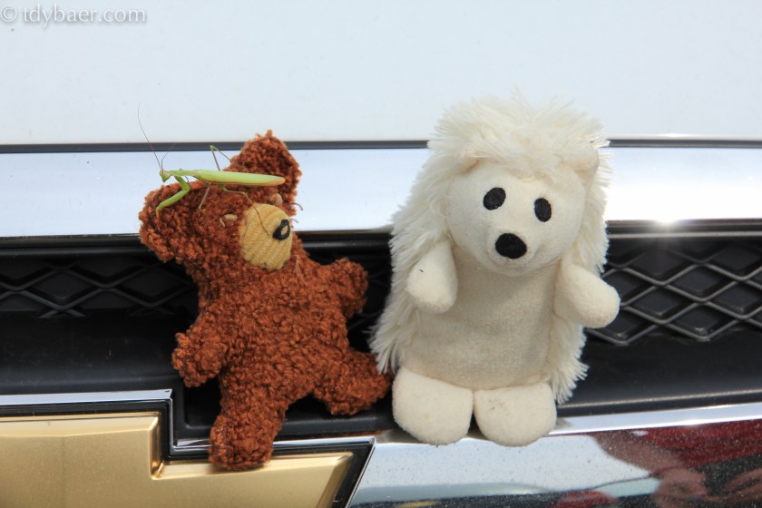 Immer ich ... Eisigel schon auf dem Absprung