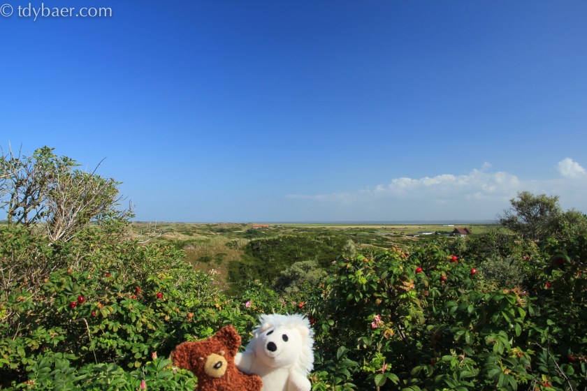 Aussicht in die Dünen