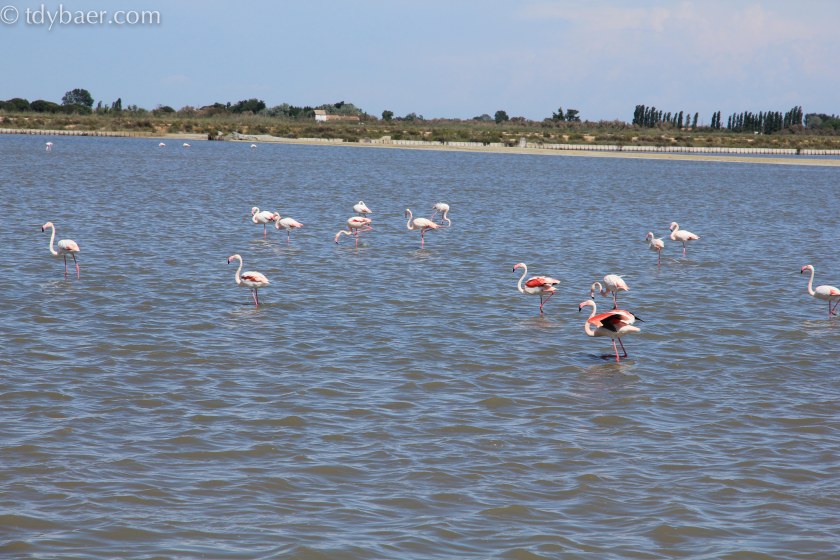 Flamingos